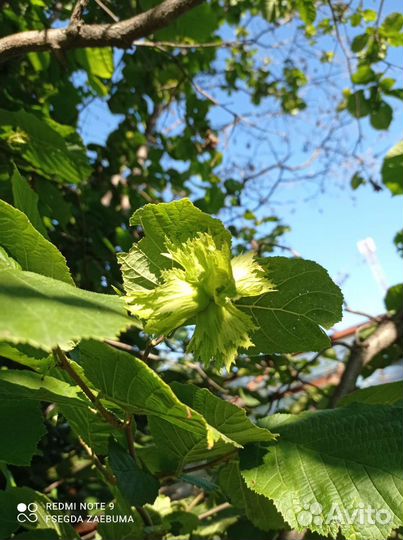 Фундук саженцы (лещина)