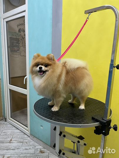 Груминг. Стрижка собак и кошек