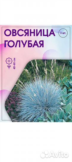 Овсяница сизая, почвопокровная