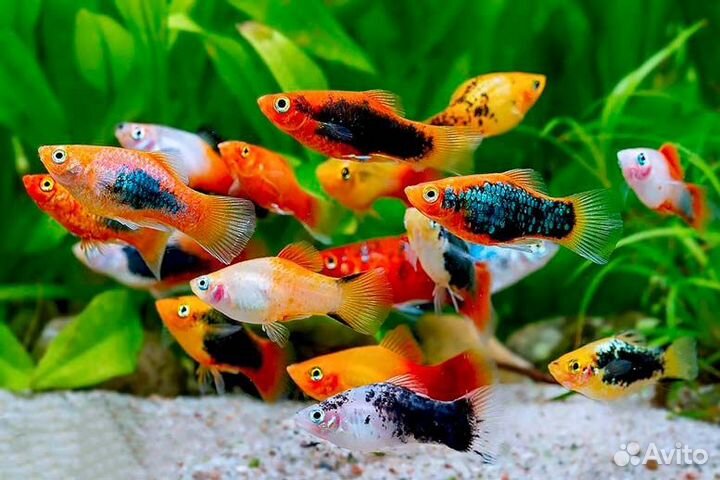 Гуппи, апистораммы, петушки, пецилии
