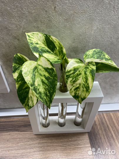 Сциндапсус