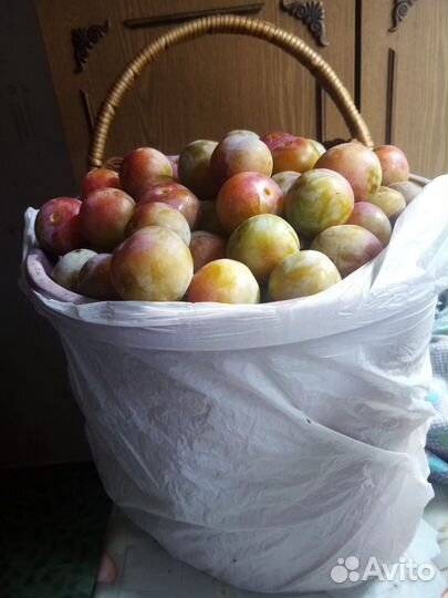 Слива жёлтая медовая