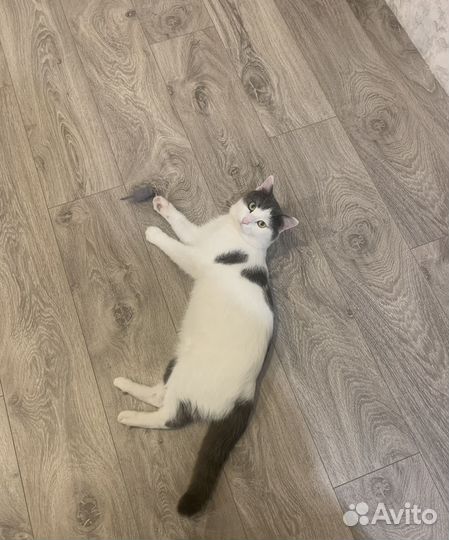 Мышка игрушка для кота, натуральная шерсть