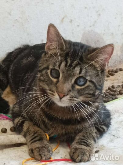 Отдам котенка в добрые руки. Оскар