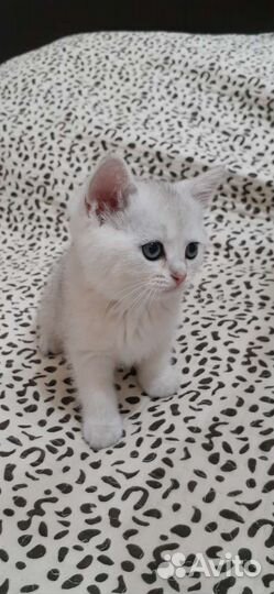 Британская шиншилла