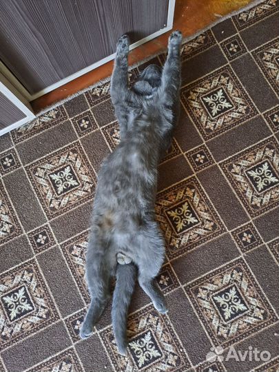 Кошка и кот в добрые руки