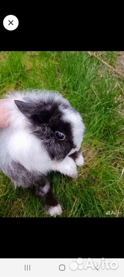 Кролики вязка