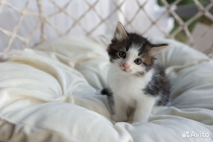 Котята бесплатно в очень добрые руки