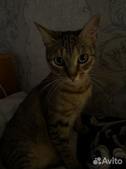 Отдам в добрые руки