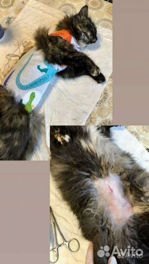 Стерилизация, кастрация кошек