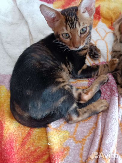 Бенгальская кошка