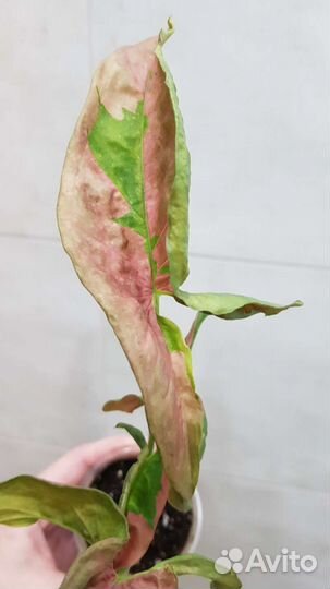 Сингониумы lava marble