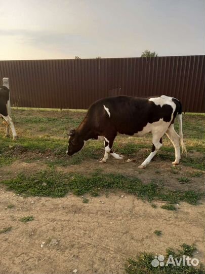 Корова и телка