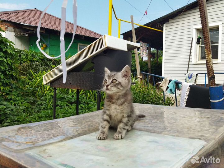 Котенок 2 месяца