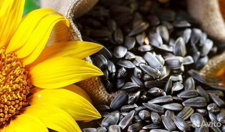 Семечка подсолнечника