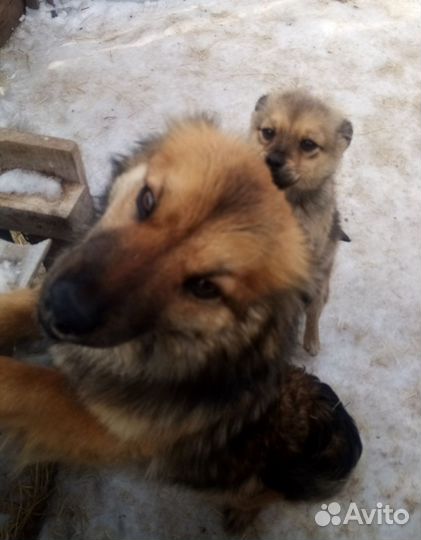 Собаки мама и щенок
