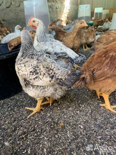 Цветной бройлер индокуры великаны месячные