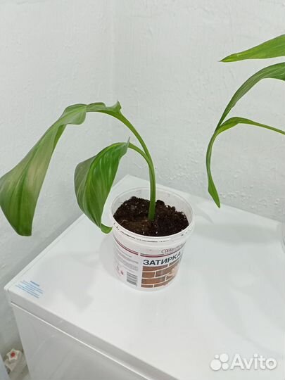 Калла - белая