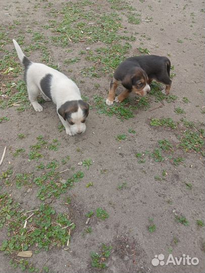 Щенки русской гончей