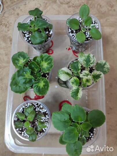 Набор мини фиалок