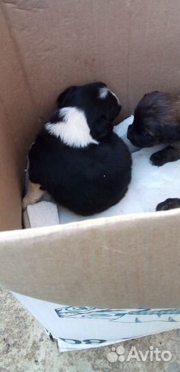 Щенки дворняжки 2