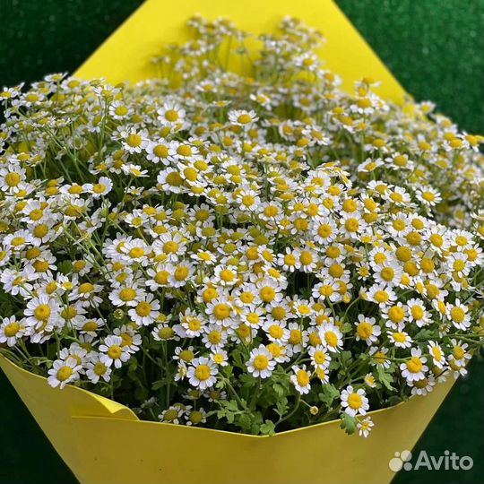 Гвоздика турецкая и ромашка мелкая