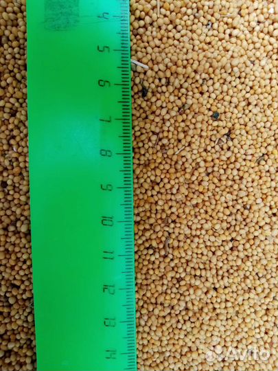 Горчица жёлтая