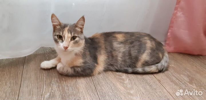 Кошка в ответственные руки