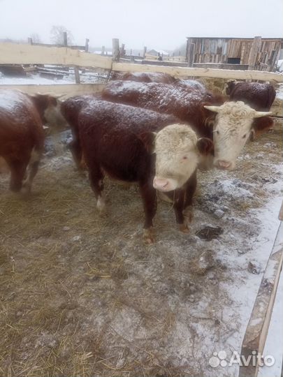 Коровы стельные