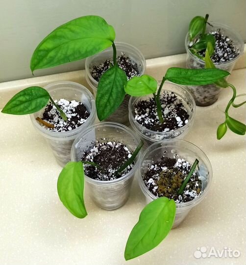 Монстера Фридрихшталя