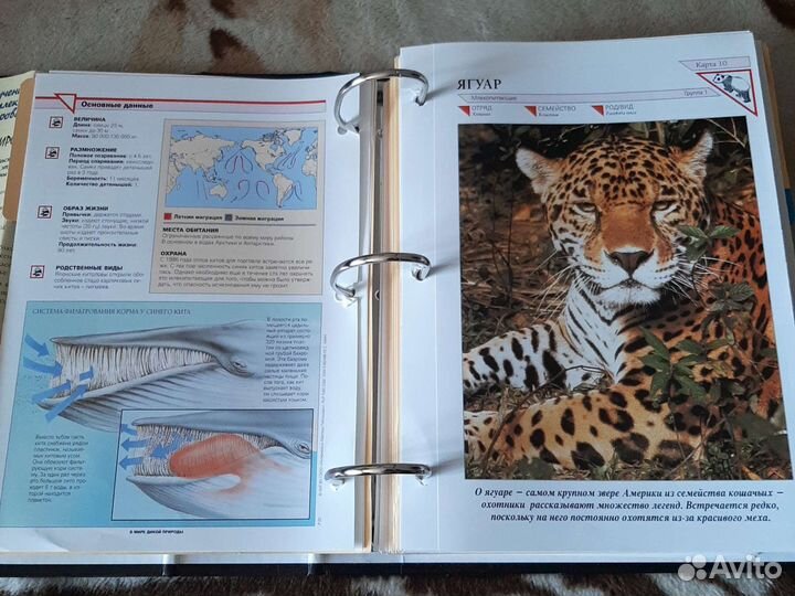 Энциклопедия В мире дикой природы