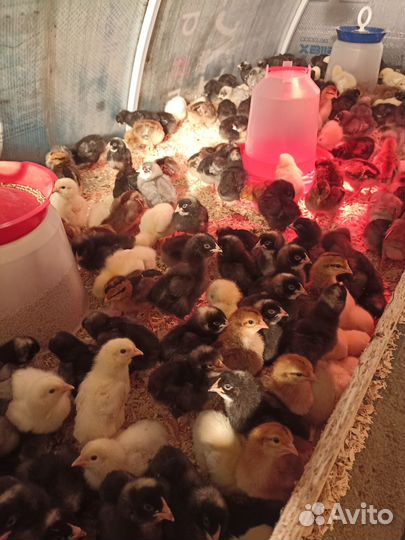 Гусята линда