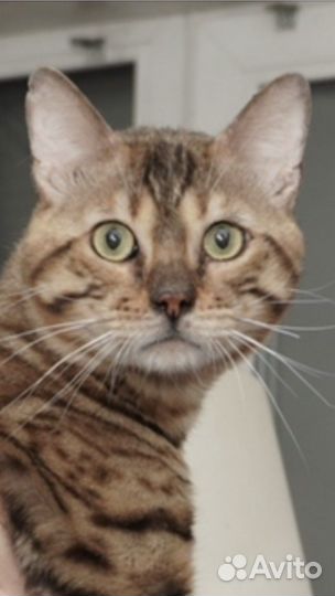 Бенгальский котик