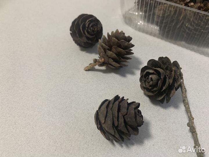 Шишки лиственницы неокрашенные