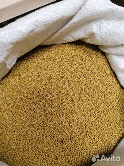 Семена горчицы