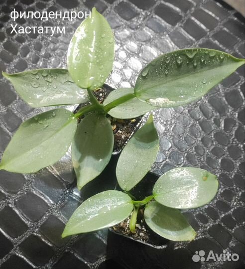 Филодендроны
