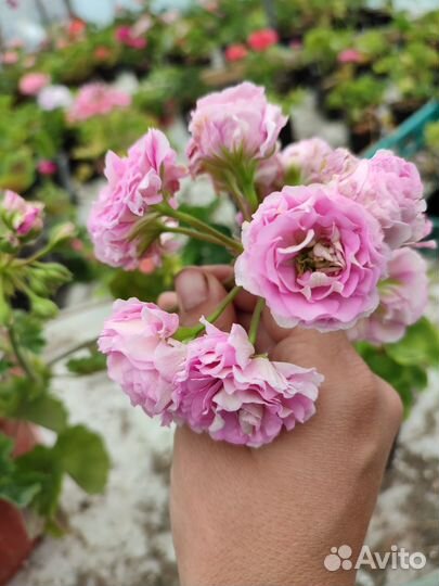 Пеларгонии сортовые