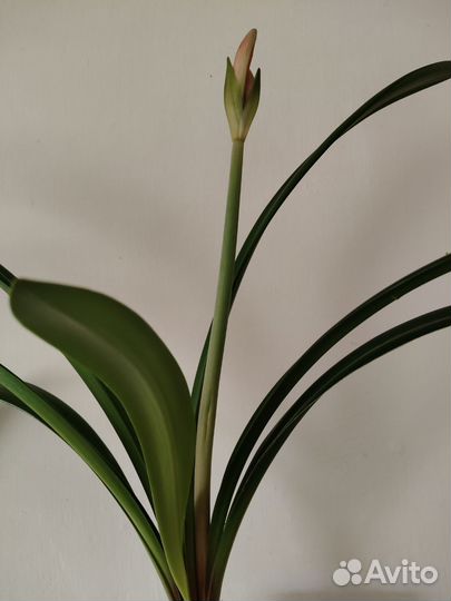 Гиппеаструм