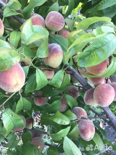 Персик районированный