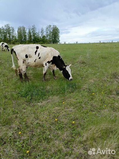 Корова дойная
