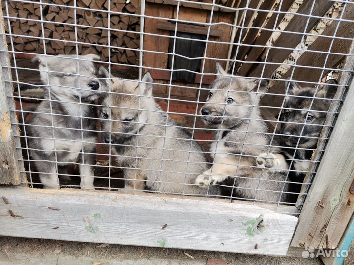 Щенки западно сибирской лайки