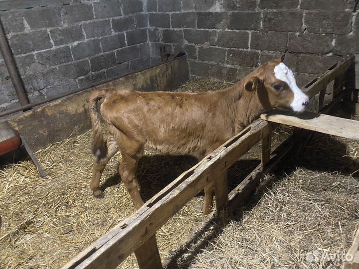 Телята телочки