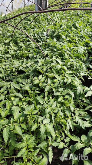 Рассада цветов, помидоры,огурцы,баклажаны,перец