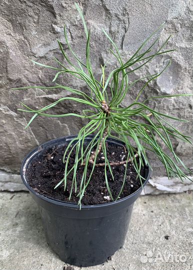 Сосна горная (Pinus mons) Саженец 1год, С0,6