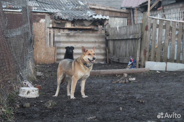 Собака