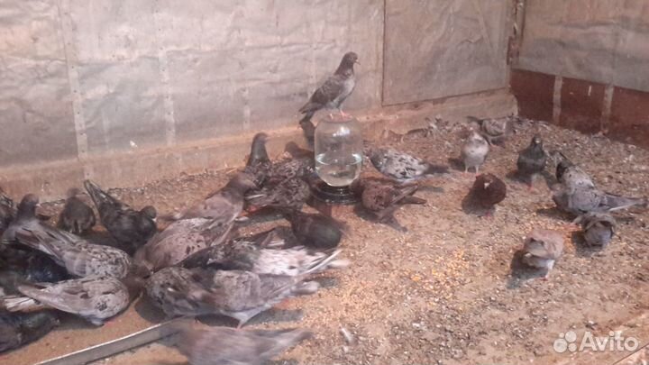 Мраморные бакинские голуби