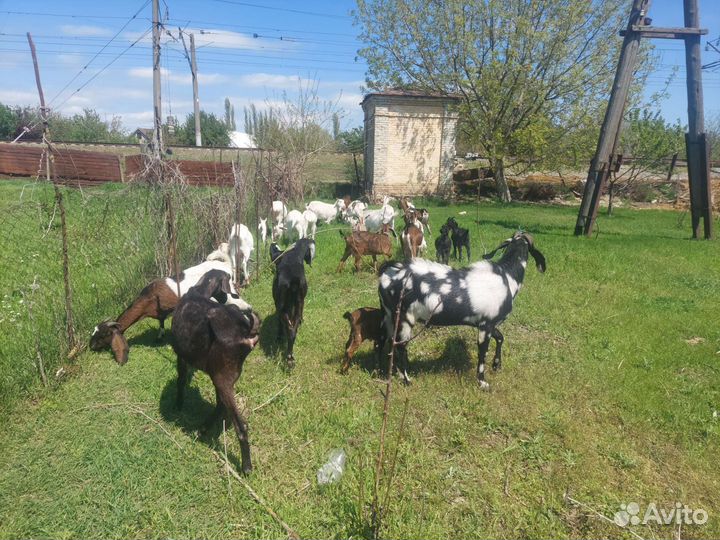Дойные козы