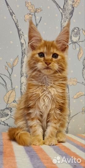 Мейн-кун девочка