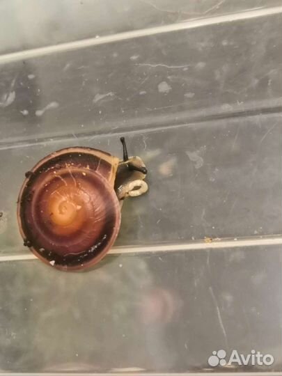 Улитки ахатины