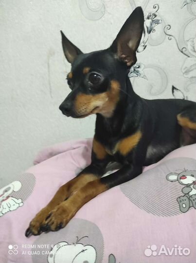 Вязка собак